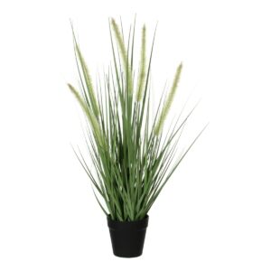 Dogtail grass