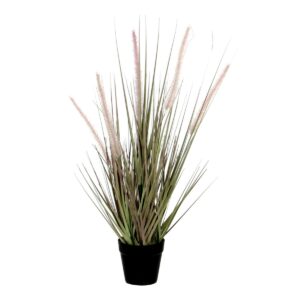 Dogtail grass