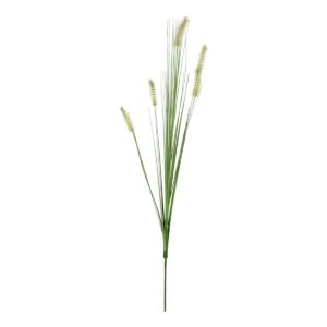 Dogtail grass