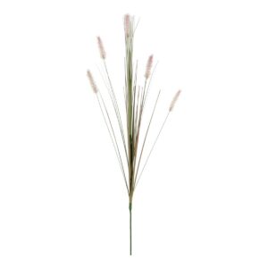 Dogtail grass