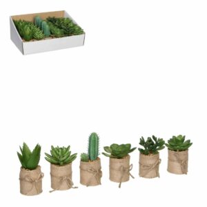 Succulent i kruka