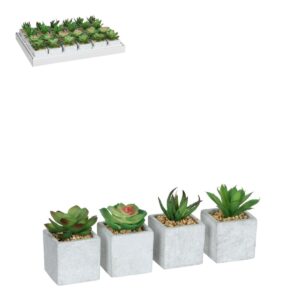 Succulent i kruka