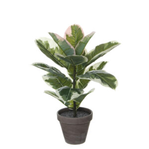 Rubberplant i kruka