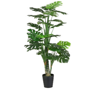 Monstera