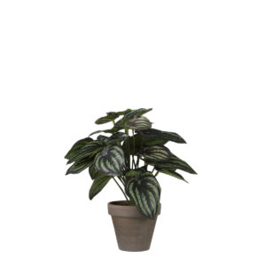 Peperomia i kruka