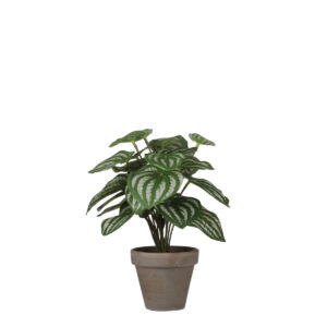 Peperomia i kruka