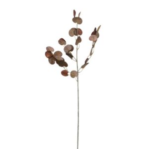 Eucalyptuskvist