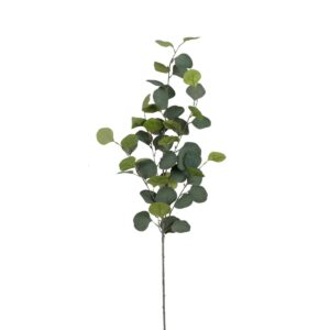 Eucalyptus