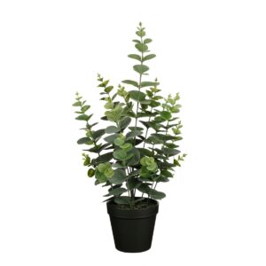 Eucalyptus i kruka