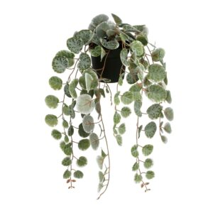 Ceropegia