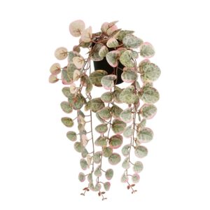 Ceropegia