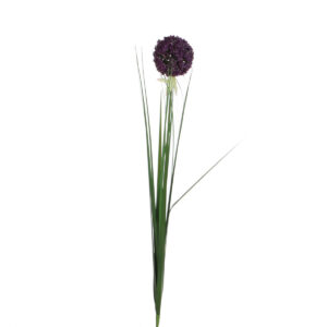 Allium