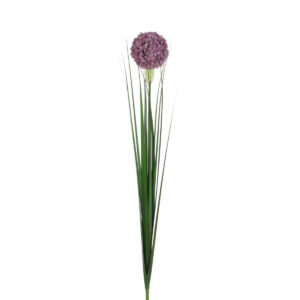 Allium