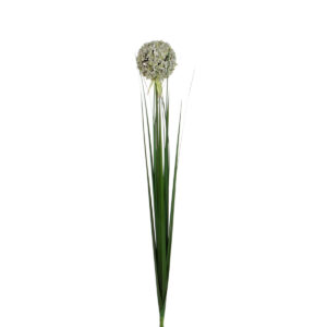 Allium