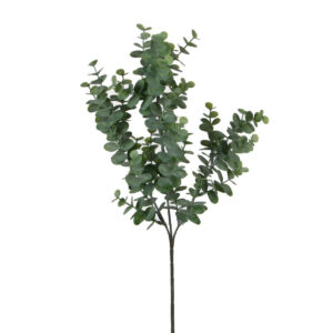 Eucalyptus