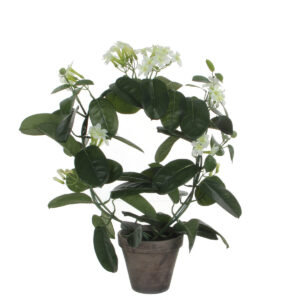 Stephanotis