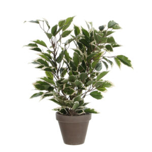 Ficus natasja i kruka