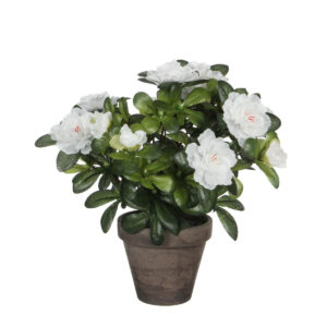 Azalea i kruka