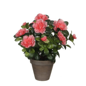 Azalea i kruka