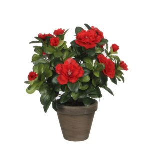 Azalea i kruka