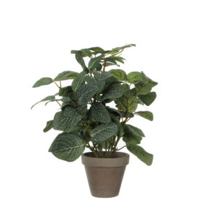 Pilea i kruka